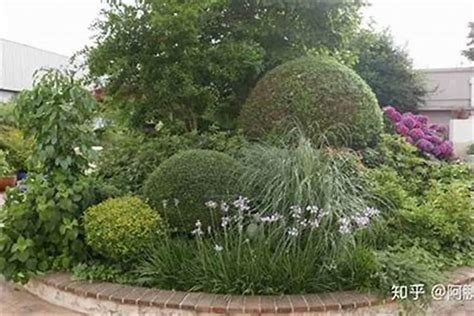 室外植物风水